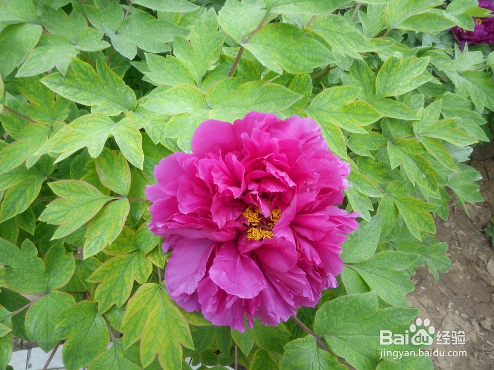 如何区别牡丹和芍药！