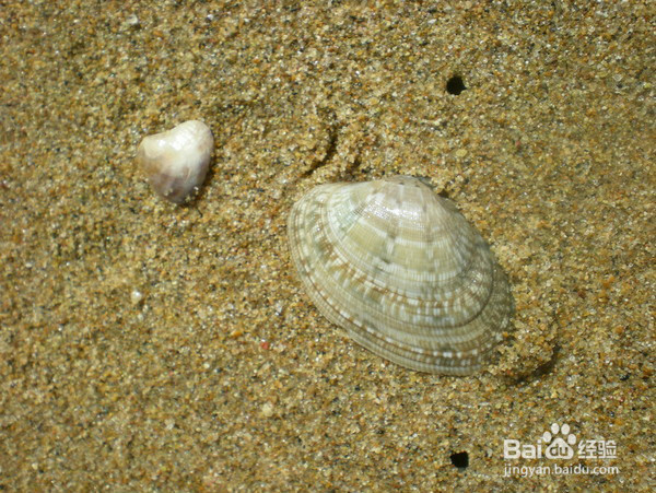 沙滩上寻找乐趣