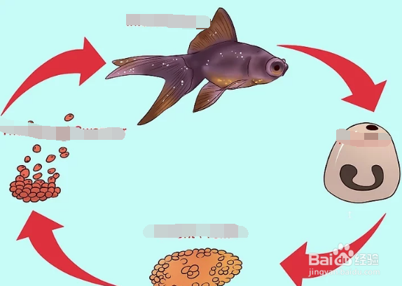 如何治疗和预防热带鱼的白点病