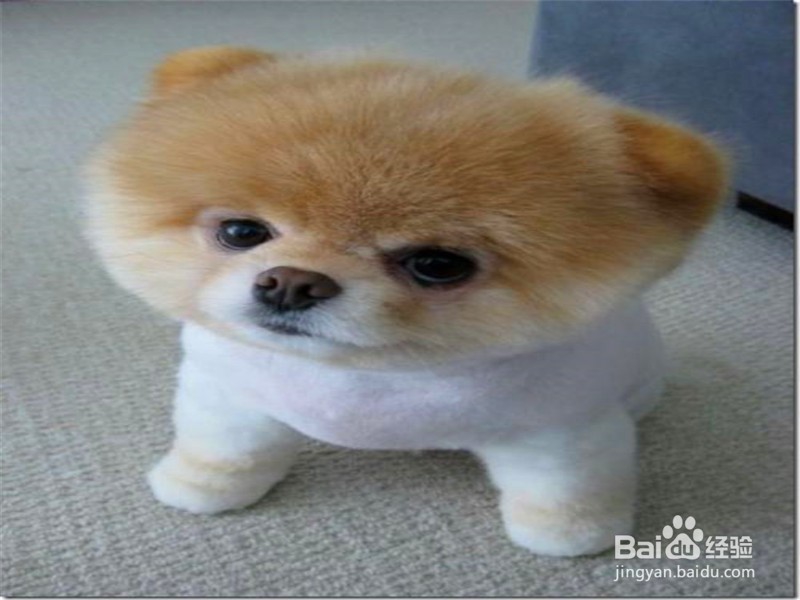 狗狗为什么总爱咬家中的鞋子