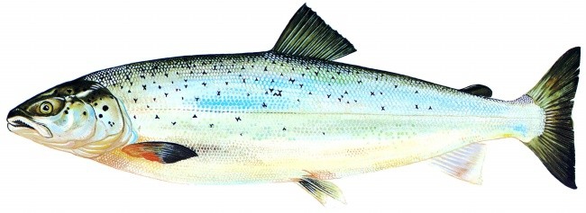 切烟三文鱼方法