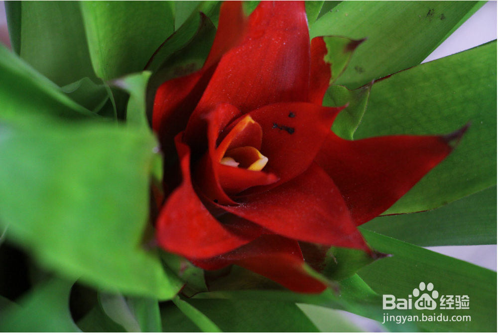 鸿运当头怎样养才能养得好