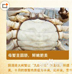 怎么分辨螃蟹的雌雄