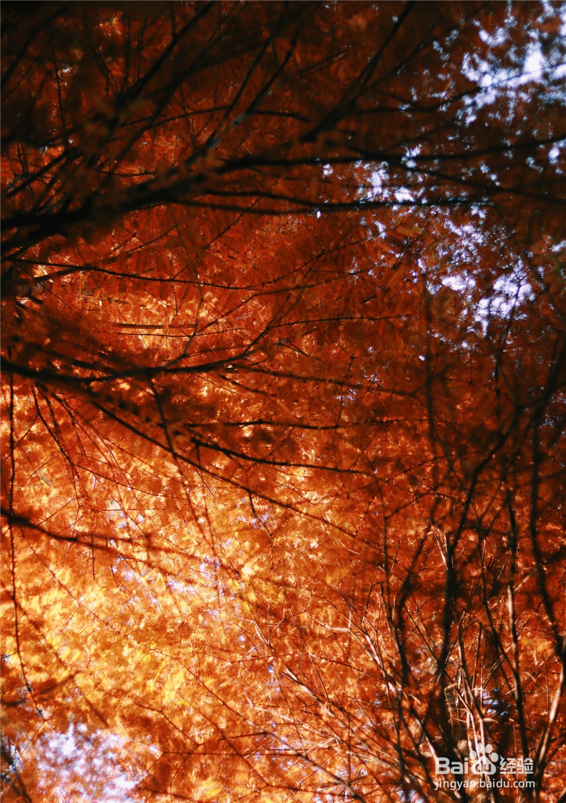 日照免费景点盘点,每一处都是欣赏风景的绝佳地