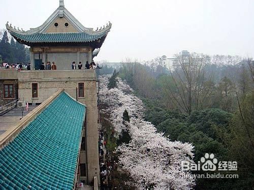 武大春季赏樱攻略