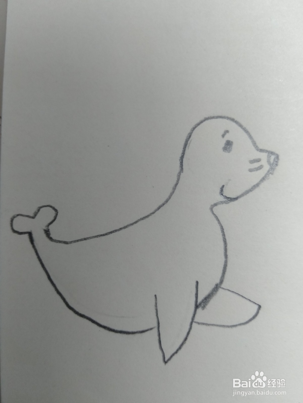 儿童简笔画小海豹画法