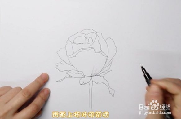 玫瑰花简笔画怎么画