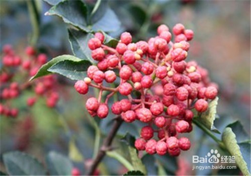 刚生完孩子的产妇不能吃哪些食物?