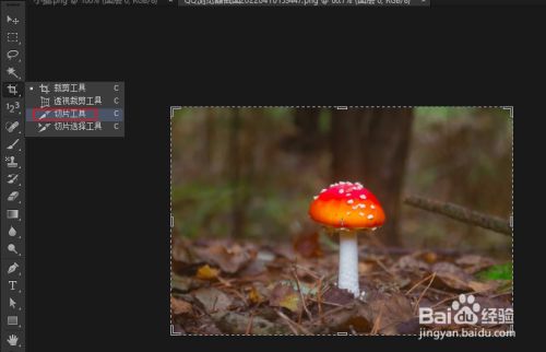 如何在 Photoshop 中导出切片图像