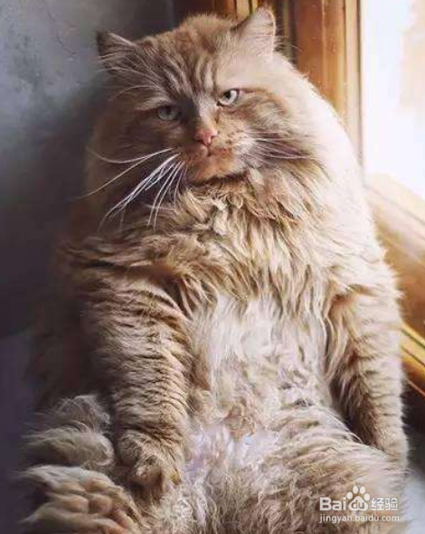 缅因猫不能吃什么 绝对禁食的食品