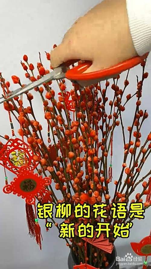 关于银柳的寓意 百度经验 关于银柳的寓意 百度经验