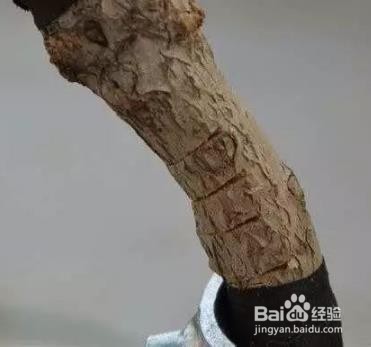 插花枝条弯曲的方法