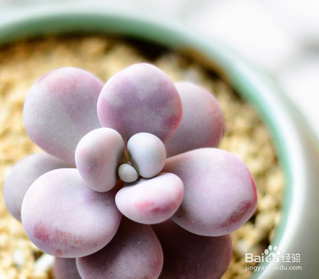 桃之卵夏季怎么浇水