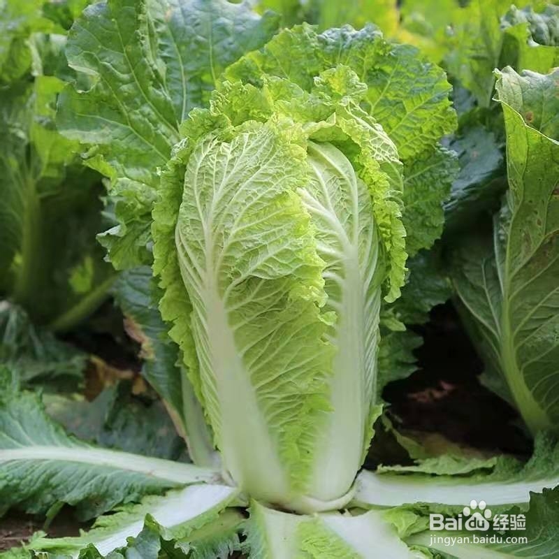 奶油焗白菜，简单做菜有窍门