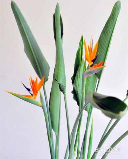 就知道用绿萝吸甲醛,这几种植物净化空气比绿萝好几倍!