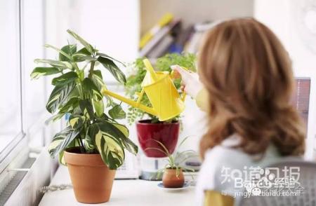 养花才是人生最好的投资，是真的吗