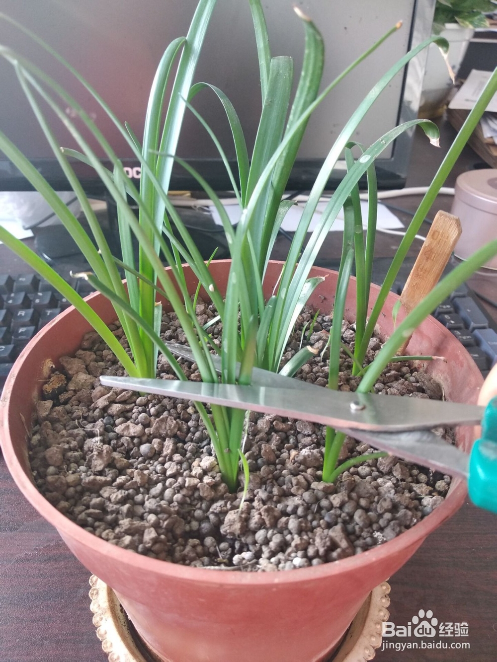 如何让胖丽丽小球快速生长