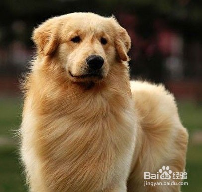 金毛掉毛怎么办