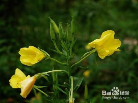 6种专门挑晚上开的花，除了夜来香，你还知道几种？