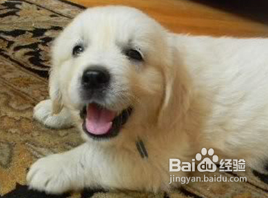 金毛犬得了脑膜炎治疗方法