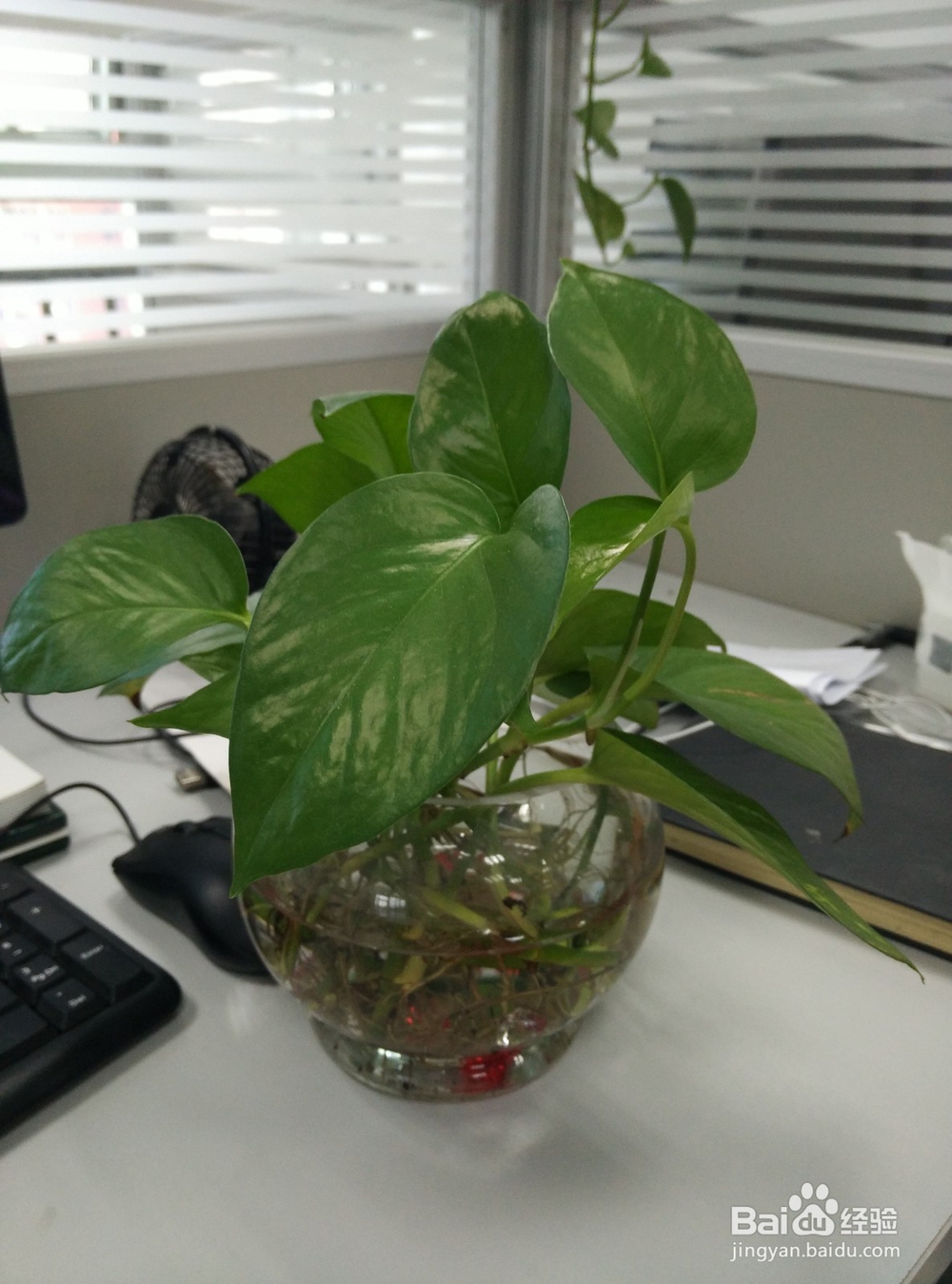 怎么提高办公室绿萝的成活率?