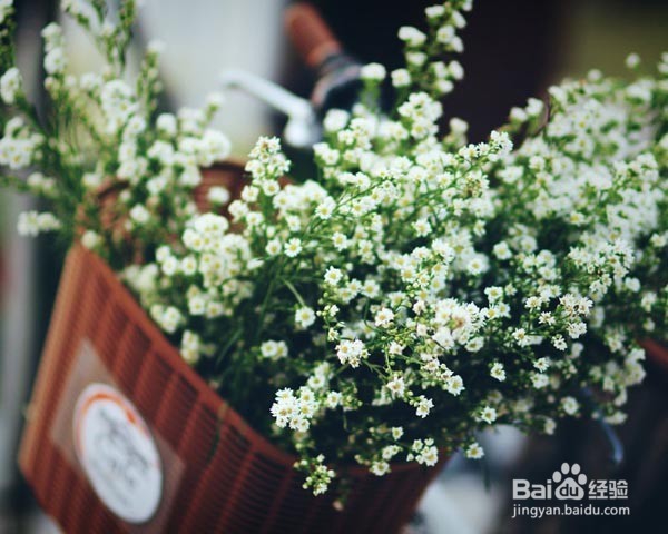 春天在家适合种些什么花草？