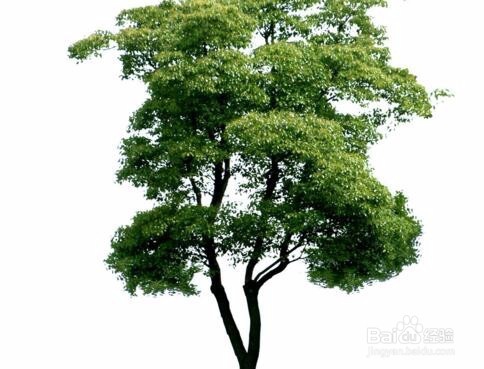 本色卫生纸更健康吗