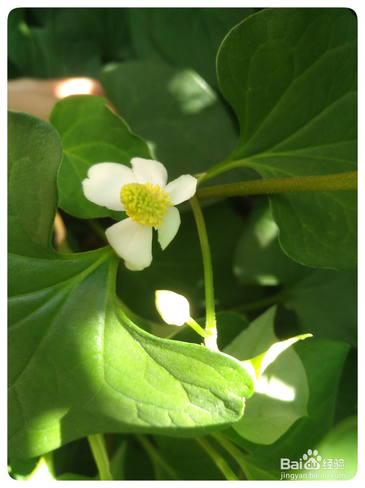 鱼腥草花草茶喝过吗