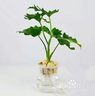 花卉水吸绳怎么用