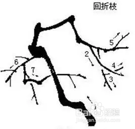 国画梅花的画法攻略