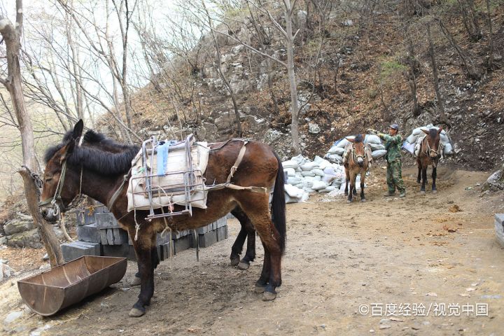 骡子为何不能生育