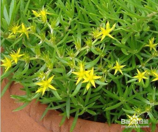 垂盆草的养殖方法和注意事项