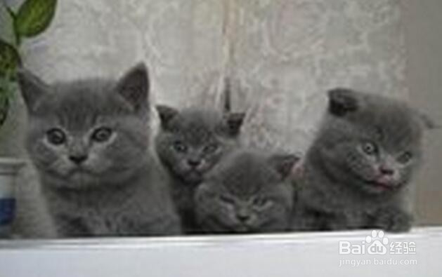 如何饲养英短蓝猫