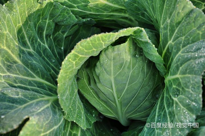 怎样区分甘蓝和包菜
