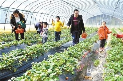 草莓的销售新方法