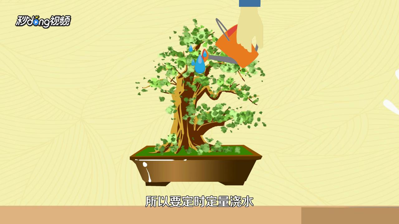 发财树怎么养才长得好