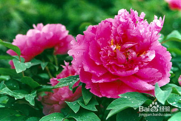 牡丹花怎么栽培