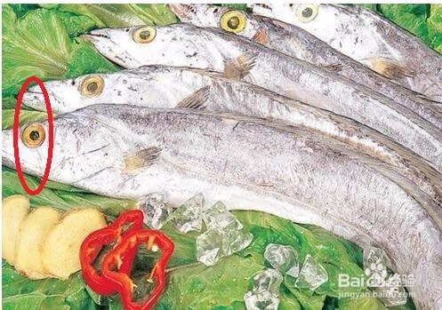 挑选带鱼的技巧