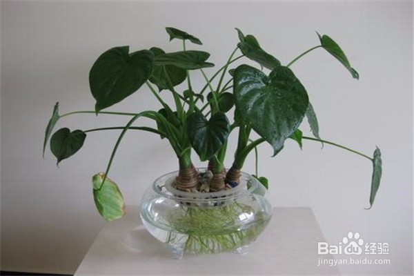 滴水观音的养殖方法和注意事项有哪些？