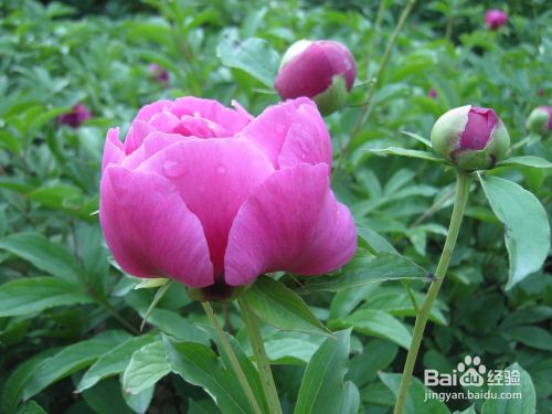 芍药花和牡丹花的区别 百度经验