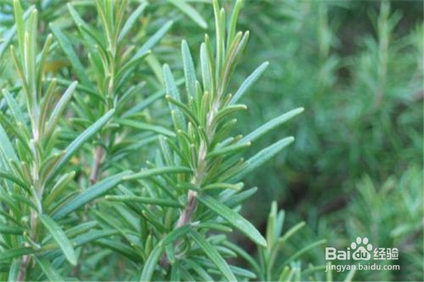 养殖迷迭香的注意事项