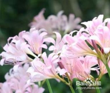 鹿葱的移栽方法