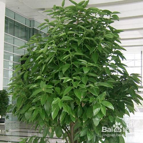 平安树的养殖方法