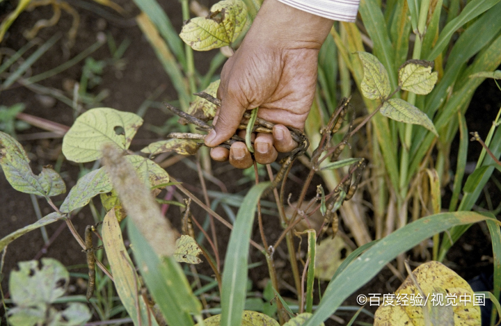 怎样种豌豆苗又快又好