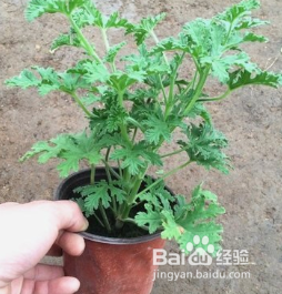 驱蚊不要再用蚊香，让蚊子无处藏身