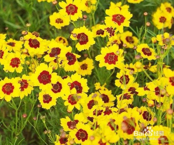 蛇目菊播种繁殖方法