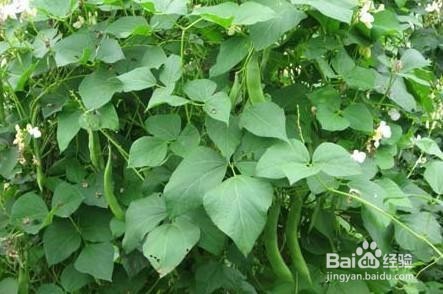 芸豆种植:秋芸豆怎么种?