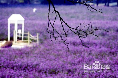 普罗旺斯薰衣草之恋