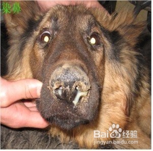 犬瘟热的一般性治疗方法