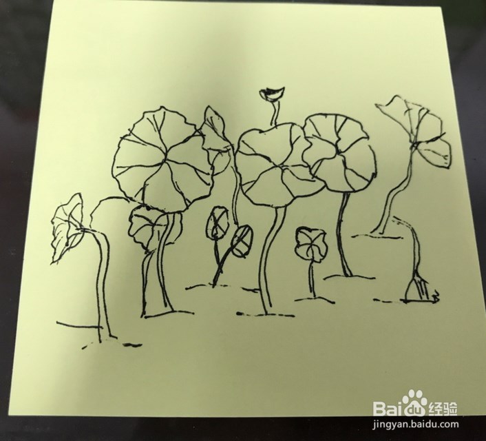 如何绘制莲花的速写呢